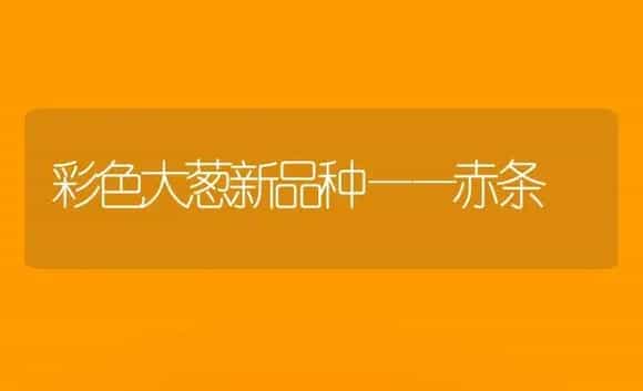 彩色大葱新品种——赤条 | 植物科普