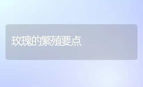玫瑰的繁殖要点 | 植物科普