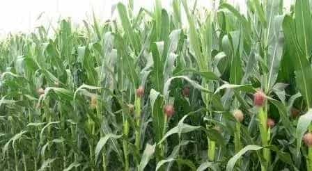 晚播夏玉米的管理要点