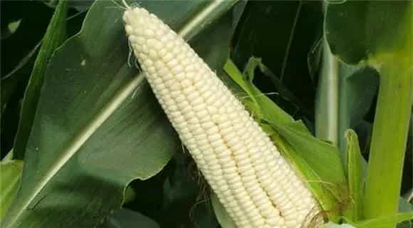 糯玉米种植技术技巧分享