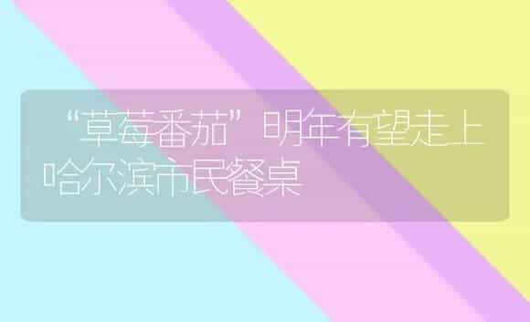 “草莓番茄”明年有望走上哈尔滨市民餐桌 | 植物科普