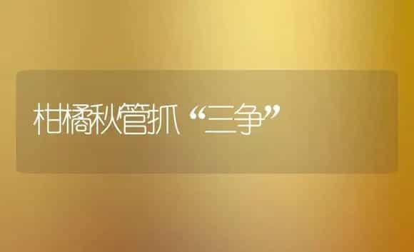 怎么栽种和管理大叶冬青 | 植物科普