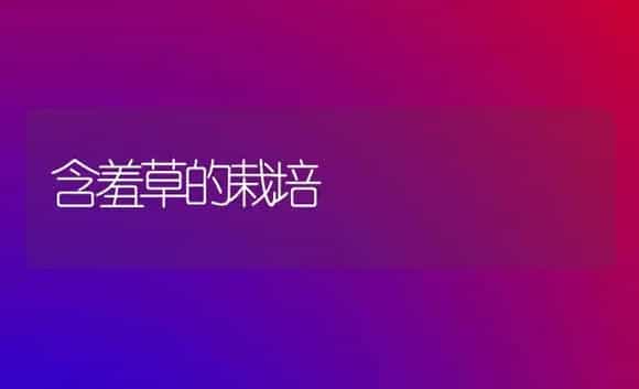 含羞草的栽培 | 植物科普