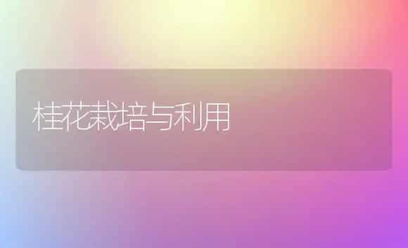 桂花栽培与利用 | 植物科普