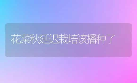 花菜秋延迟栽培该播种了 | 植物科普
