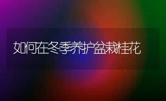 如何在冬季养护盆栽桂花 | 植物科普