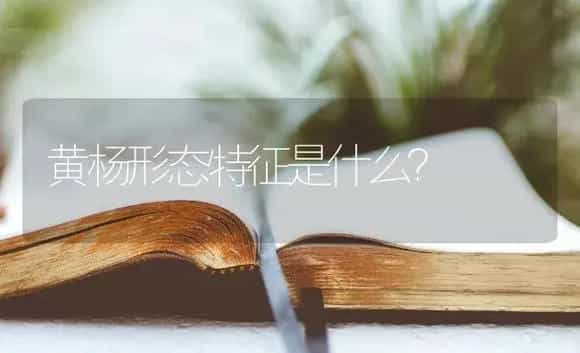 黄杨形态特征是什么？ | 植物问答