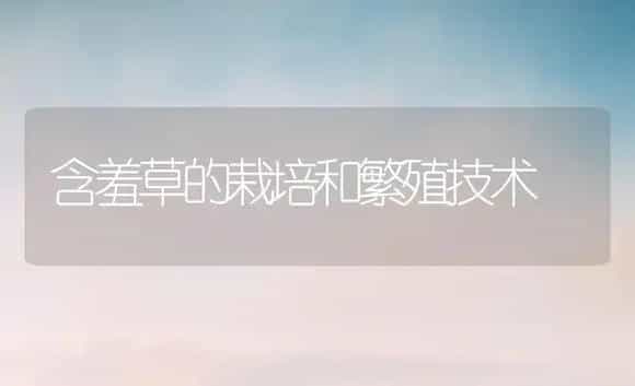 含羞草的栽培和繁殖技术 | 植物科普