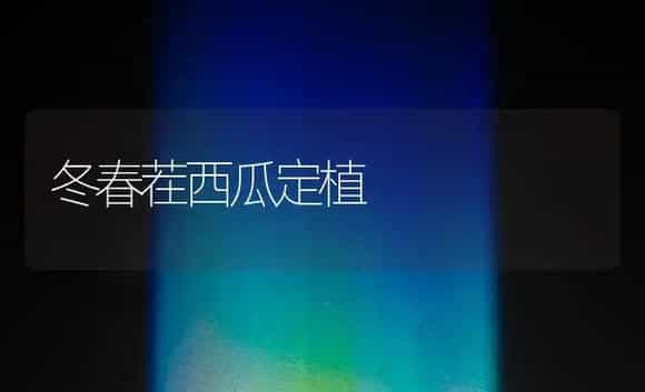 冬春茬西瓜定植 | 植物百科
