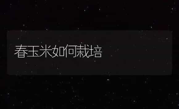 春玉米如何栽培 | 植物百科