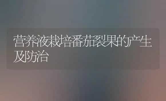 营养液栽培番茄裂果的产生及防治 | 植物科普