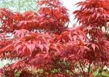 栖霞山红枫节闭幕
