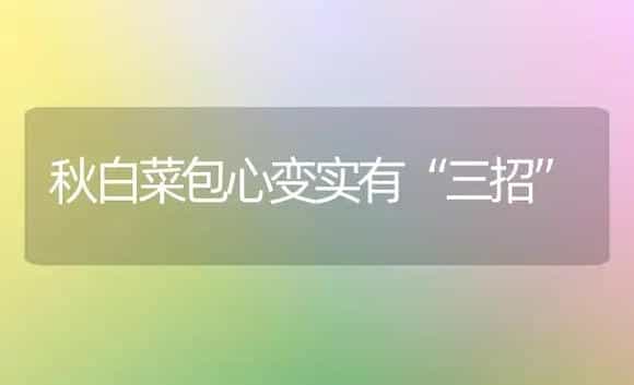 秋白菜包心变实有“三招” | 植物科普