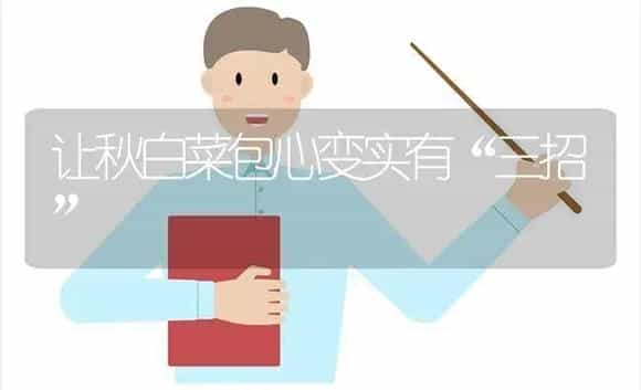 让秋白菜包心变实有“三招” | 植物科普