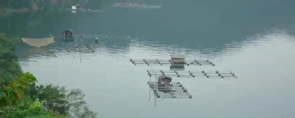 淡水养殖什么鱼利润高