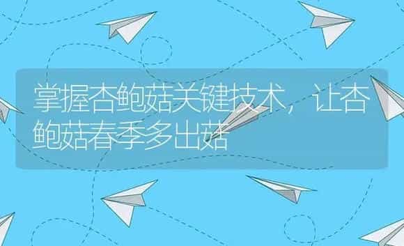 掌握杏鲍菇关键技术，让杏鲍菇春季多出菇 | 植物资料