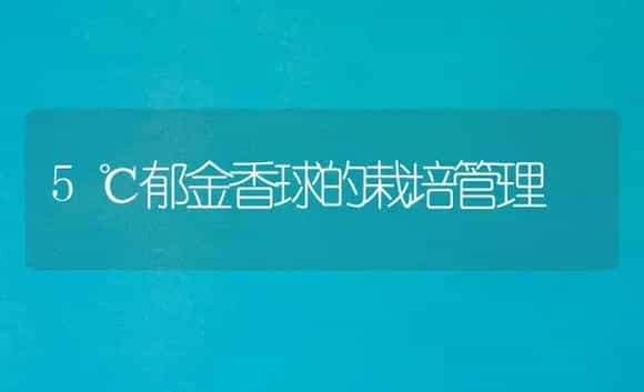 5℃郁金香球的栽培管理 | 植物科普