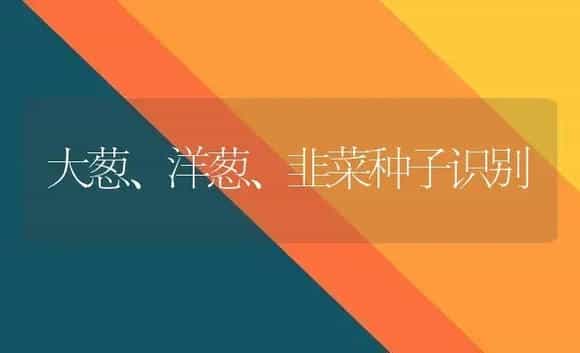 大葱、洋葱、韭菜种子识别 | 植物科普