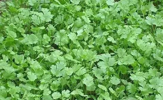 秋季可以种植什么蔬菜？入秋了种什么好