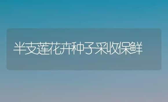 半支莲花卉种子采收保鲜 | 植物科普