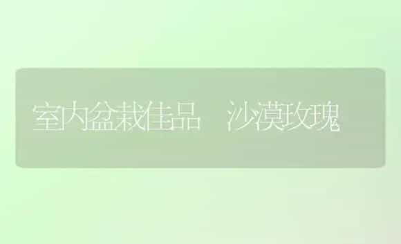 室内盆栽佳品―沙漠玫瑰 | 植物科普