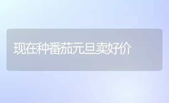 现在种番茄元旦卖好价 | 植物科普