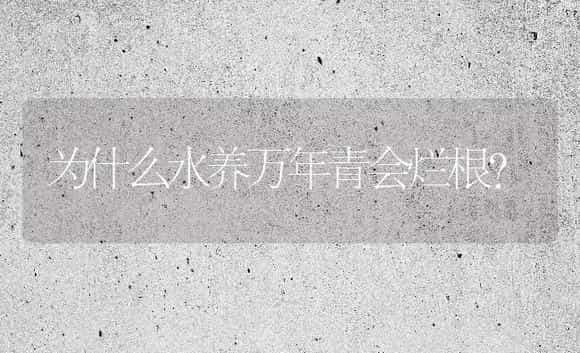 为什么水养万年青会烂根？ | 植物问答