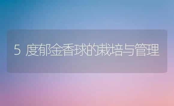 5度郁金香球的栽培与管理 | 植物科普