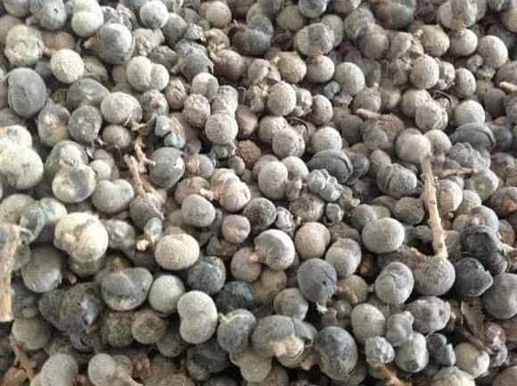 散尾葵开的花籽怎么种？