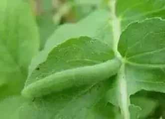 灭多威使用方法