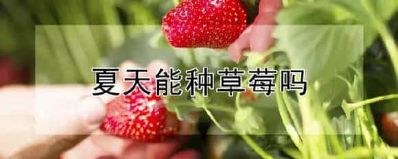 夏天能种草莓吗