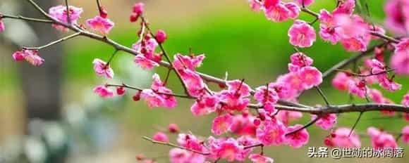 中国各种花的名字有哪些，花的品种有哪些？