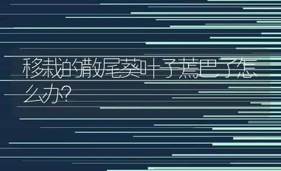 移栽的散尾葵叶子蔫巴了怎么办？ | 植物问答