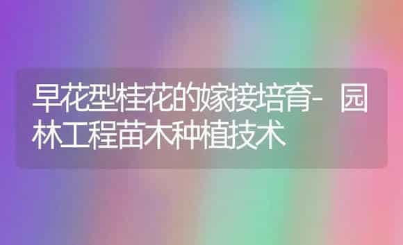 早花型桂花的嫁接培育-园林工程苗木种植技术 | 植物科普