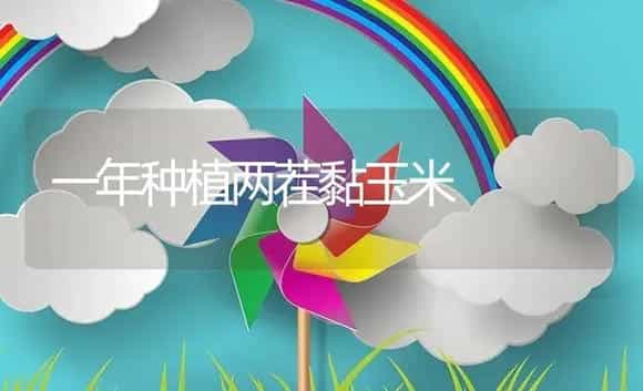一年种植两茬黏玉米 | 植物资料