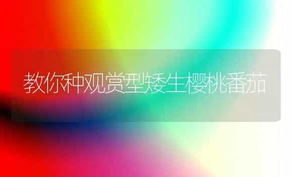 教你种观赏型矮生樱桃番茄 | 植物科普
