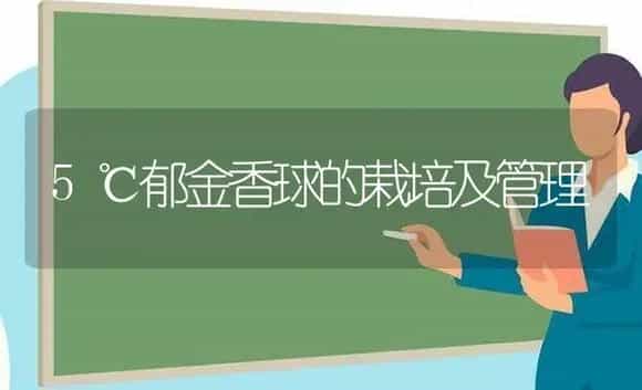 5℃郁金香球的栽培及管理 | 植物科普