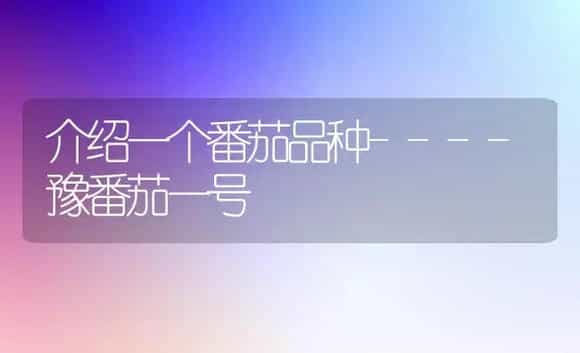 介绍一个番茄品种----豫番茄一号 | 植物科普