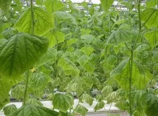 黄瓜低温障碍的症状及防治方法