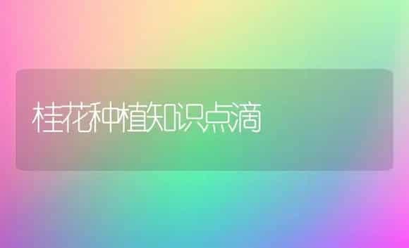 桂花种植知识点滴 | 植物科普