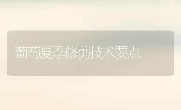 含羞草有啥作用？ | 植物科普