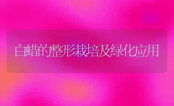 白蜡的整形栽培及绿化应用 | 植物科普
