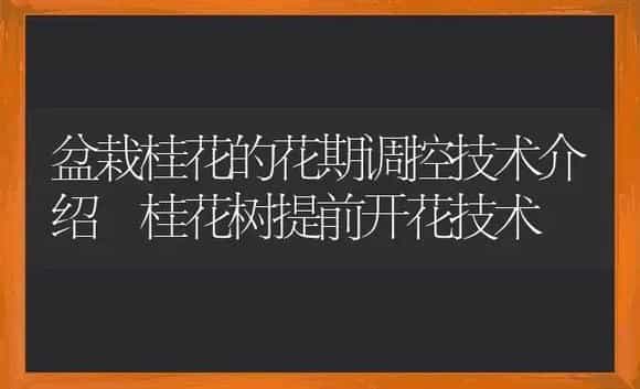 盆栽桂花的花期调控技术介绍 桂花树提前开花技术 | 植物科普
