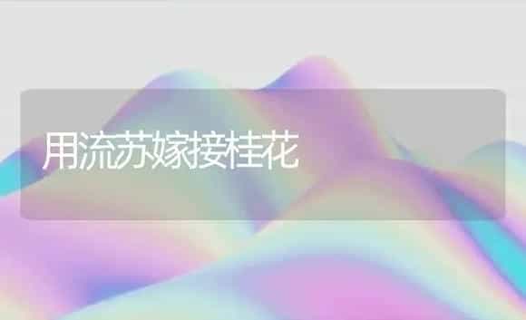 用流苏嫁接桂花 | 植物科普