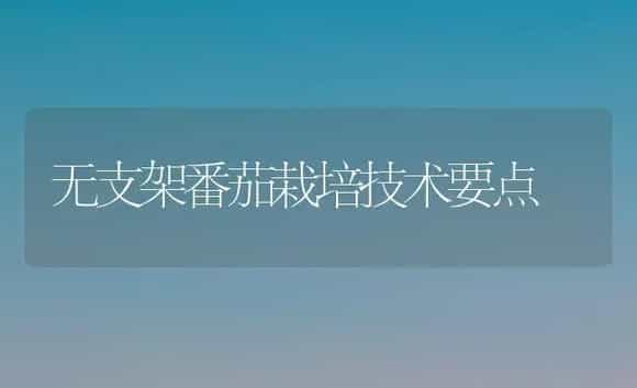 无支架番茄栽培技术要点 | 植物科普
