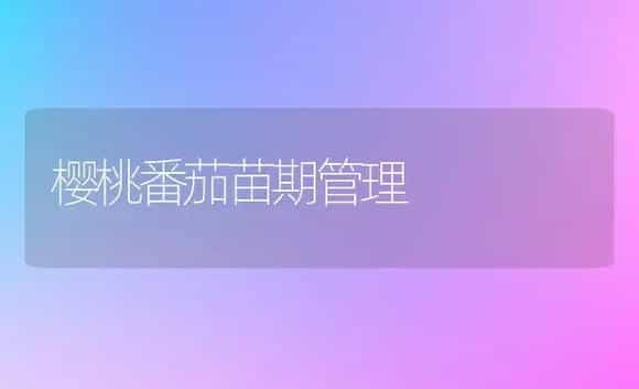 樱桃番茄苗期管理 | 植物科普