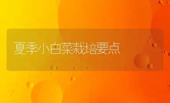 夏季小白菜栽培要点 | 植物科普