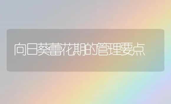 向日葵蕾花期的管理要点 | 植物科普