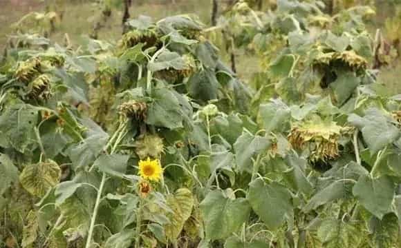 向日葵如何防治倒伏？出现了怎么办