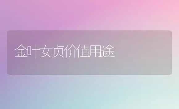 金叶女贞价值用途 | 植物科普